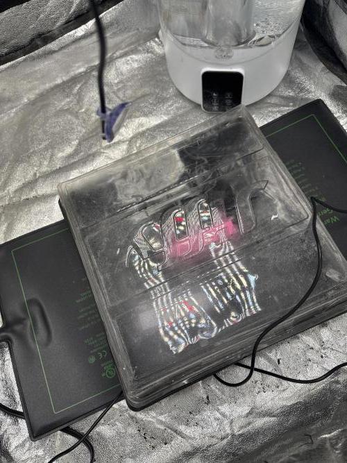 Galato grow first time growers. Week 0 - Started natural way just for the hell of it three seed rite into Jeffy pack 