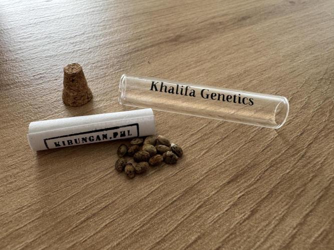 Filipino Kibungan from Khalifa Genetics. Week 0
