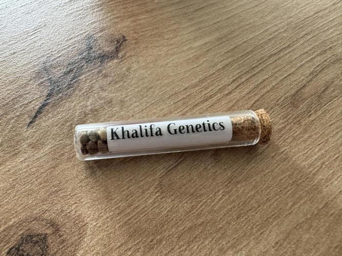 Filipino Kibungan from Khalifa Genetics. Week 0