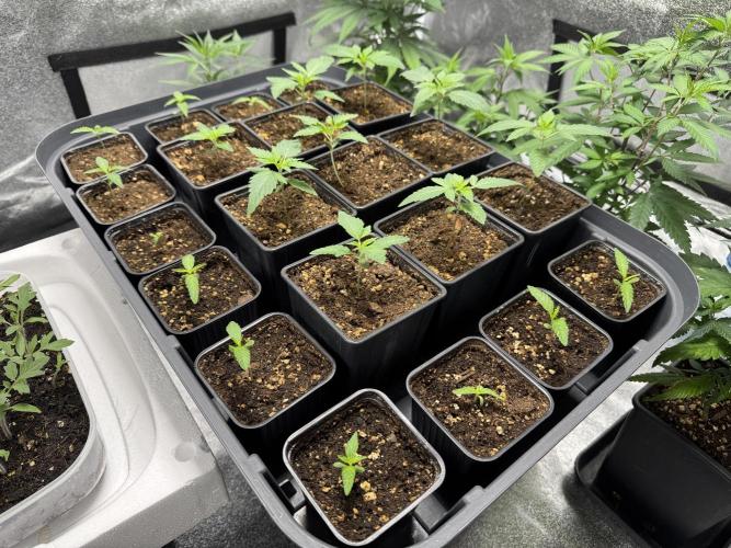 Filipino Kibungan from Khalifa Genetics. Week 1 - the Filipinos are the youngest plants going around