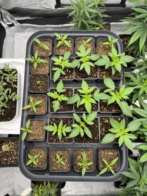 Filipino Kibungan from Khalifa Genetics. Week 1 - the Filipinos are the youngest plants going around