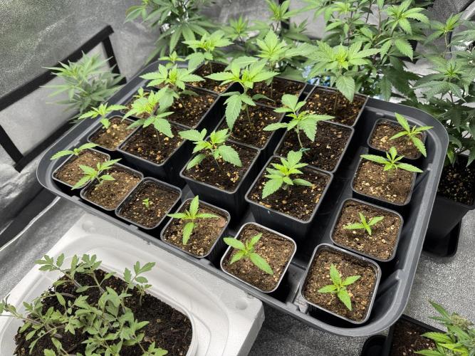 Filipino Kibungan from Khalifa Genetics. Week 1 - the Filipinos are the youngest plants going around