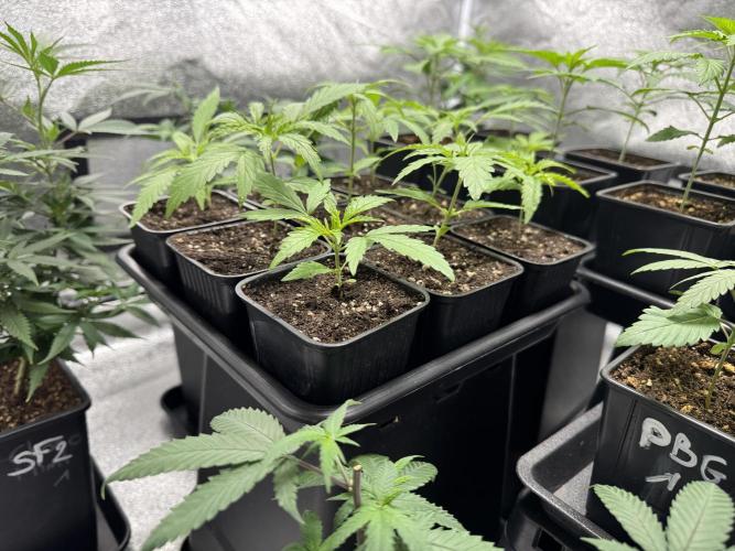 Filipino Kibungan from Khalifa Genetics. Week 2
