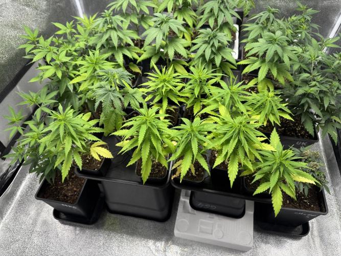 Filipino Kibungan from Khalifa Genetics. Week 3
