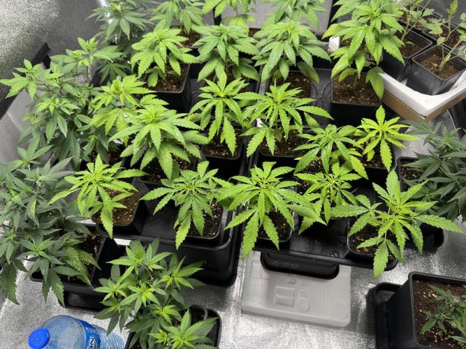 Filipino Kibungan from Khalifa Genetics. Week 3
