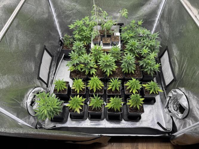 Filipino Kibungan from Khalifa Genetics. Week 4