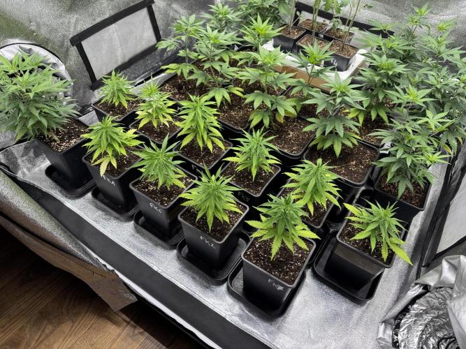 Filipino Kibungan from Khalifa Genetics. Week 4