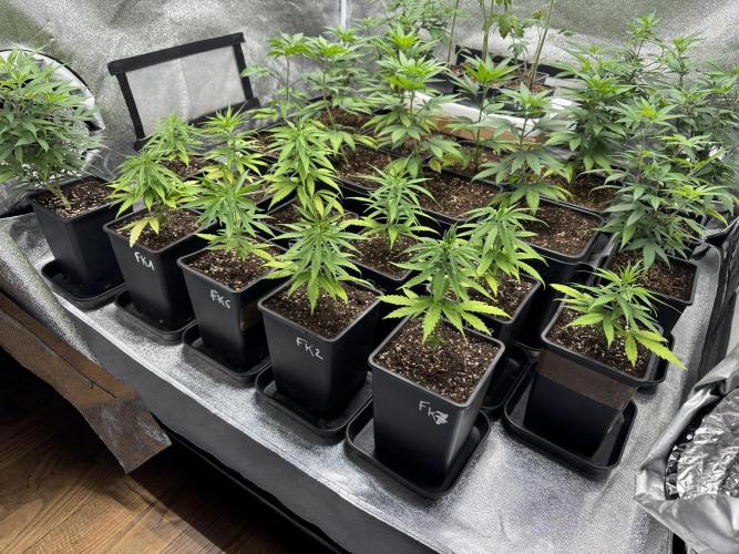 Filipino Kibungan from Khalifa Genetics. Week 4