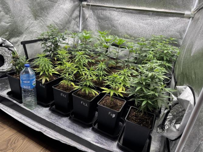 Filipino Kibungan from Khalifa Genetics. Week 5