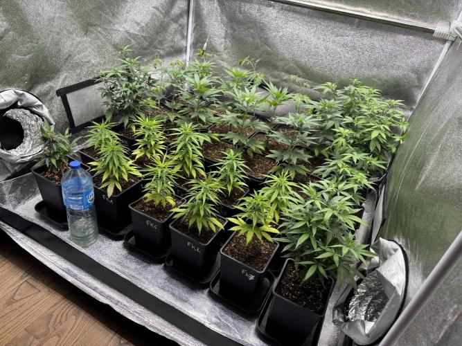 Filipino Kibungan from Khalifa Genetics. Week 5