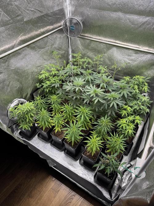 Filipino Kibungan from Khalifa Genetics. Week 5