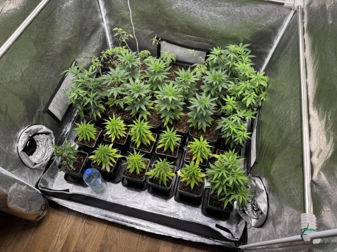 Filipino Kibungan from Khalifa Genetics. Week 5