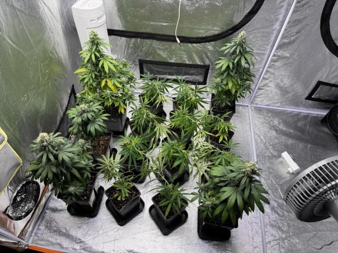 Filipino Kibungan from Khalifa Genetics. Week 6