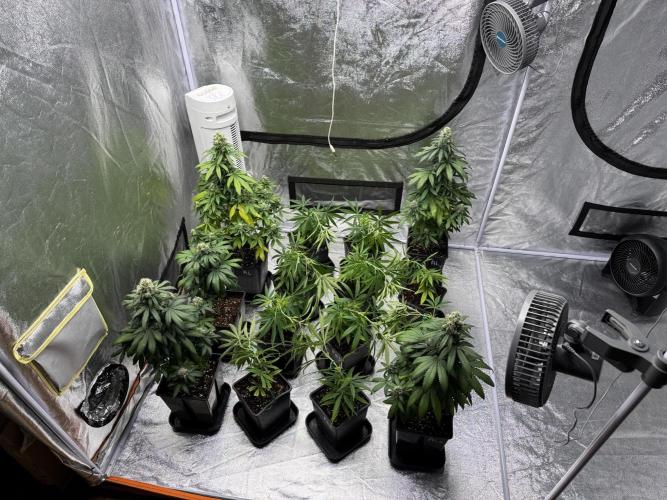 Filipino Kibungan from Khalifa Genetics. Week 6