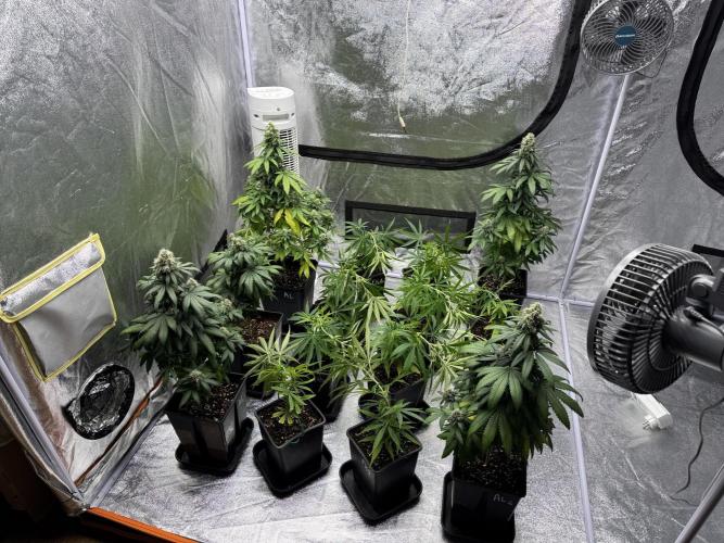 Filipino Kibungan from Khalifa Genetics. Week 6