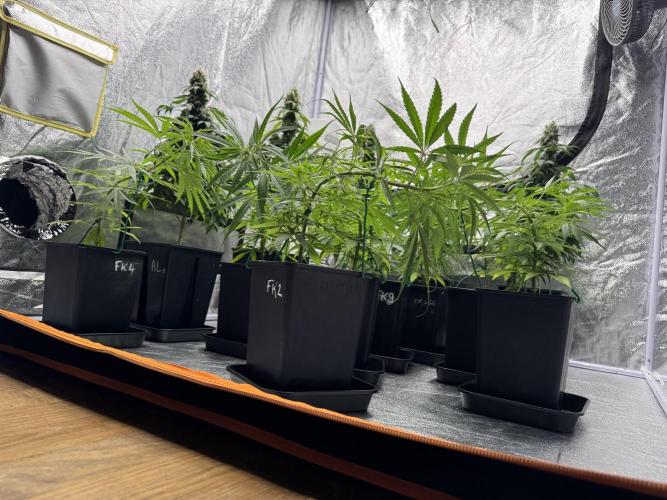 Filipino Kibungan from Khalifa Genetics. Week 7