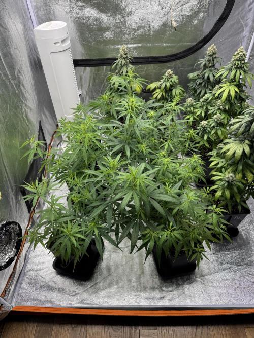 Filipino Kibungan from Khalifa Genetics. Week 7