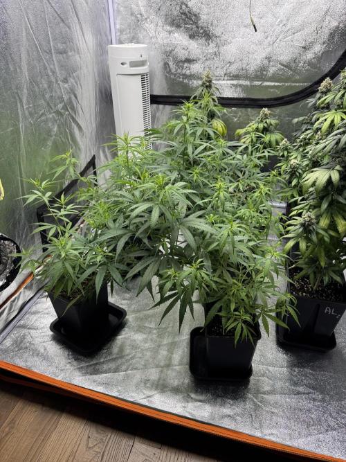 Filipino Kibungan from Khalifa Genetics. Week 7