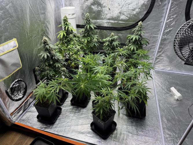 Filipino Kibungan from Khalifa Genetics. Week 7