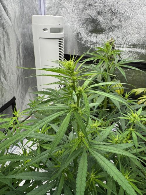 Filipino Kibungan from Khalifa Genetics. Week 8