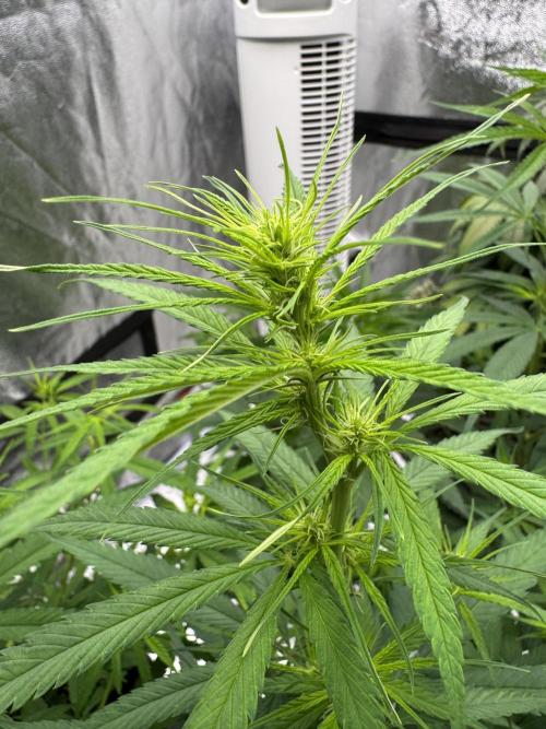 Filipino Kibungan from Khalifa Genetics. Week 8