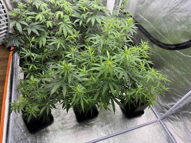 Filipino Kibungan from Khalifa Genetics. Week 8