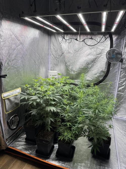 Filipino Kibungan from Khalifa Genetics. Week 8
