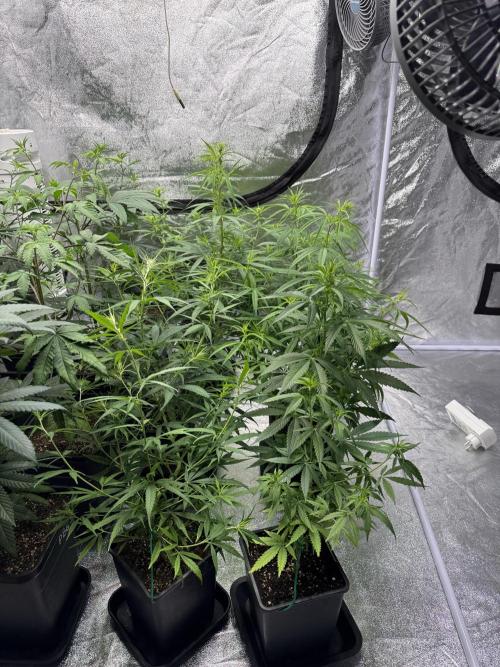 Filipino Kibungan from Khalifa Genetics. Week 8