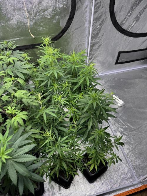Filipino Kibungan from Khalifa Genetics. Week 8