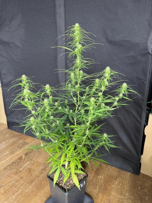 Filipino Kibungan from Khalifa Genetics. Week 9