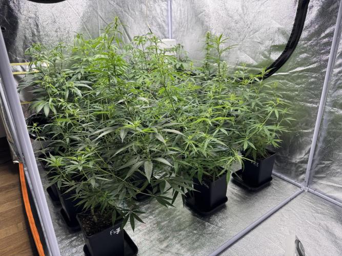Filipino Kibungan from Khalifa Genetics. Week 9