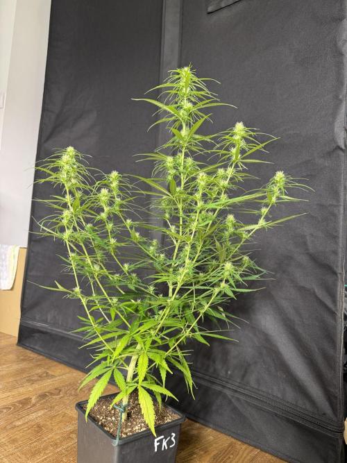 Filipino Kibungan from Khalifa Genetics. Week 9