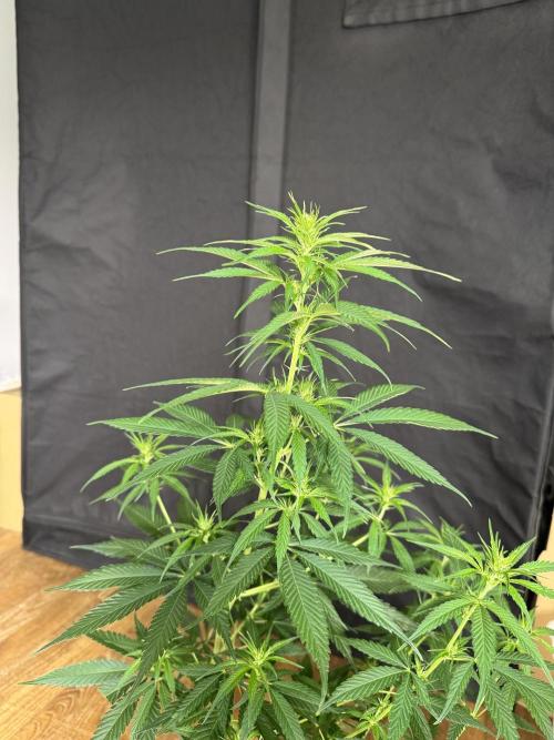 Filipino Kibungan from Khalifa Genetics. Week 9