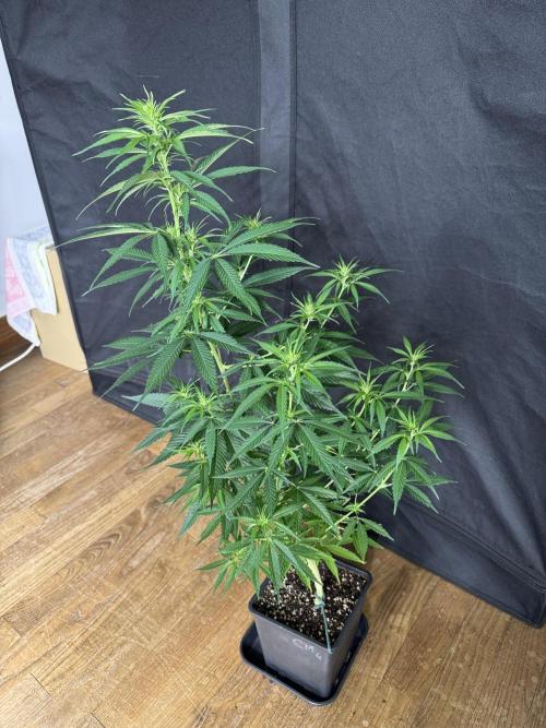 Filipino Kibungan from Khalifa Genetics. Week 9