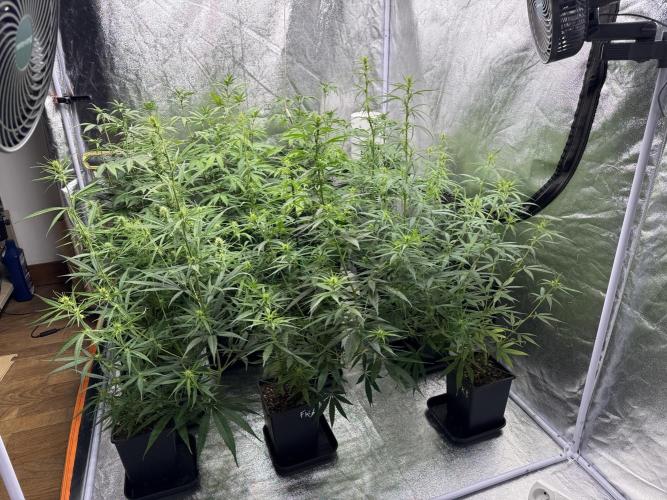Filipino Kibungan from Khalifa Genetics. Week 9