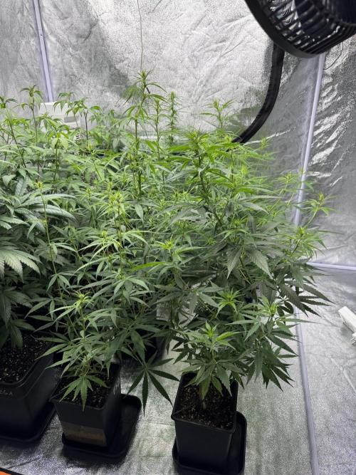 Filipino Kibungan from Khalifa Genetics. Week 9