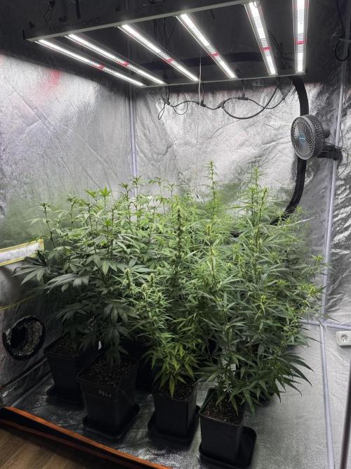 Filipino Kibungan from Khalifa Genetics. Week 9