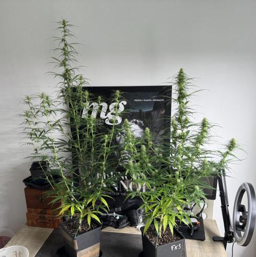 Filipino Kibungan from Khalifa Genetics. Week 10