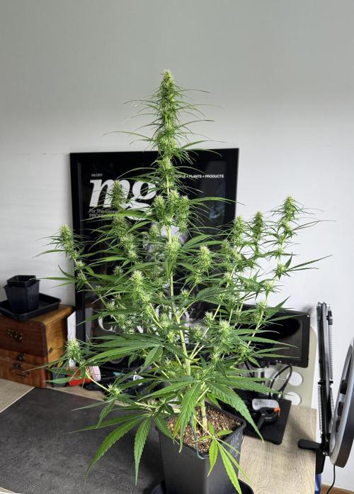 Filipino Kibungan from Khalifa Genetics. Week 10