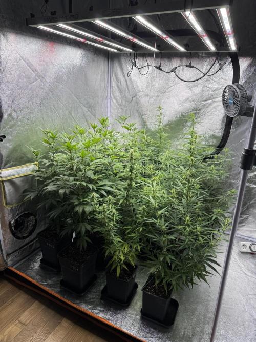 Filipino Kibungan from Khalifa Genetics. Week 10