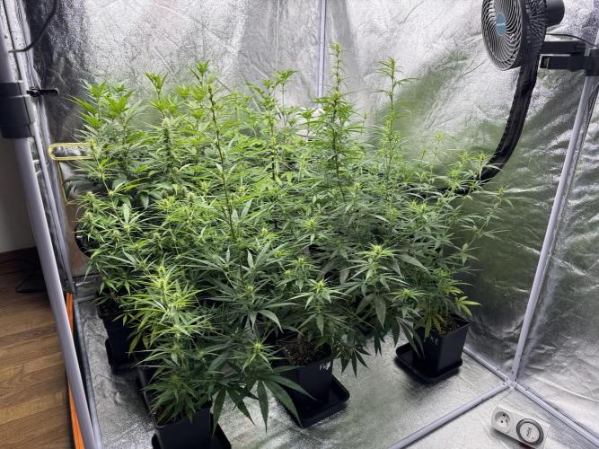 Filipino Kibungan from Khalifa Genetics. Week 10