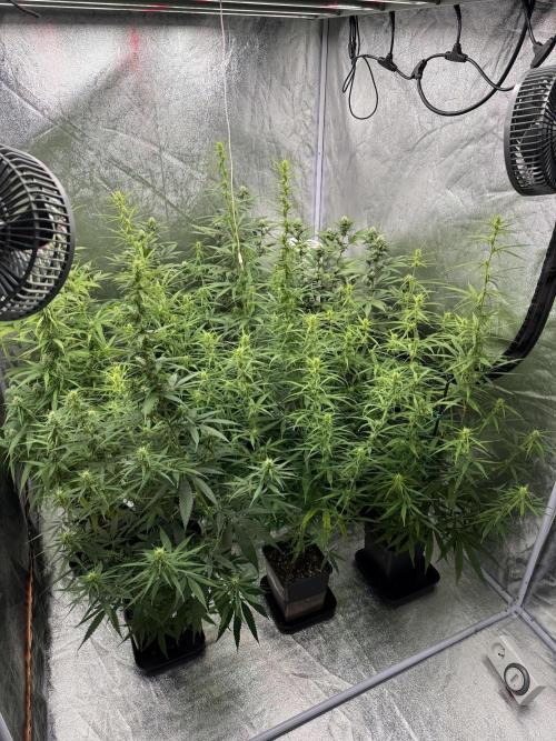 Filipino Kibungan from Khalifa Genetics. Week 10