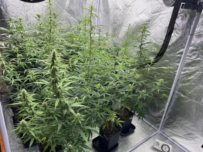 Filipino Kibungan from Khalifa Genetics. Week 10