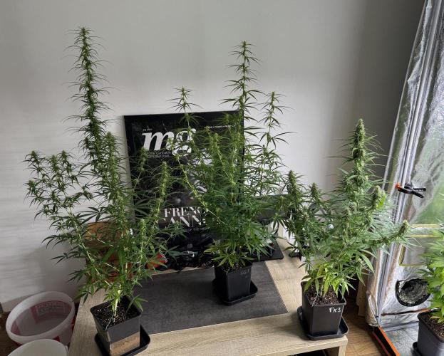 Filipino Kibungan from Khalifa Genetics. Week 11