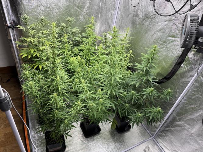 Filipino Kibungan from Khalifa Genetics. Week 11