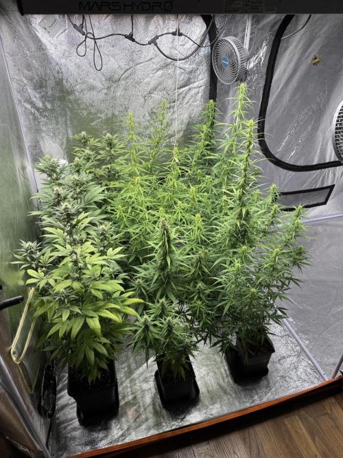 Filipino Kibungan from Khalifa Genetics. Week 11
