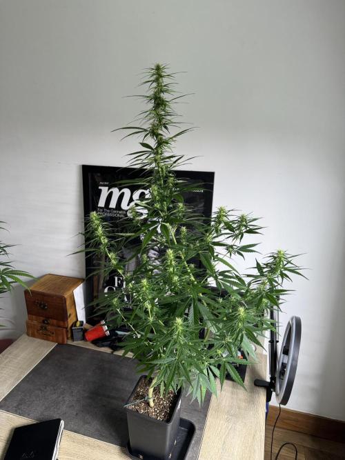 Filipino Kibungan from Khalifa Genetics. Week 11