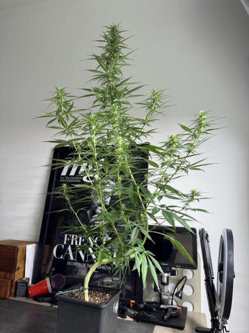 Filipino Kibungan from Khalifa Genetics. Week 11