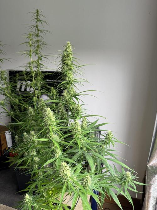 Filipino Kibungan from Khalifa Genetics. Week 11