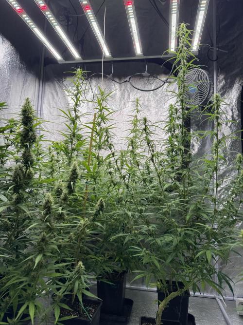 Filipino Kibungan from Khalifa Genetics. Week 11